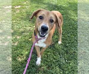 Montana - Female Mutt Dog for Adoption - Photo #2