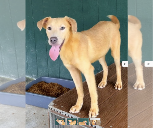 Medium Photo #4 Golden Retriever-Unknown Mix Puppy For Sale in Green Forest, AR, USA