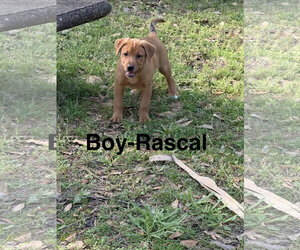 Labrador Retriever-Unknown Mix Dogs for adoption in The Woodlands, TX, USA