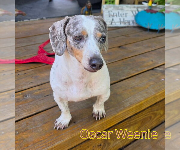 Medium Photo #6 Dachshund Puppy For Sale in San Antonio, TX, USA