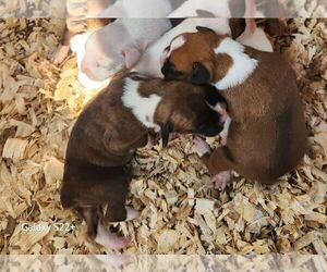 Boxer Puppy for sale in TALCOTT, WV, USA