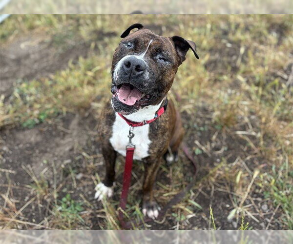 Medium Photo #1 Mutt Puppy For Sale in McKinleyville, CA, USA