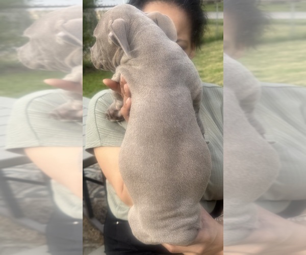 Medium Photo #19 American Bully Puppy For Sale in LAKE STATION, IN, USA