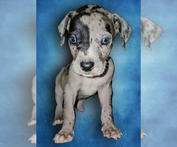 Medium Photo #3 Great Dane Puppy For Sale in HOGANSVILLE, GA, USA
