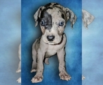 Small #2 Great Dane