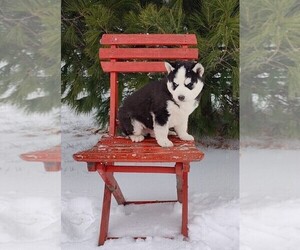 Siberian Husky Litter for sale in AUBURN, NY, USA