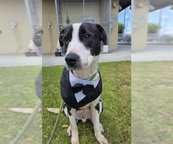 Medium Photo #1 Mutt Puppy For Sale in Downey, CA, USA