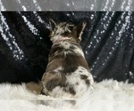 Small #5 French Bulldog