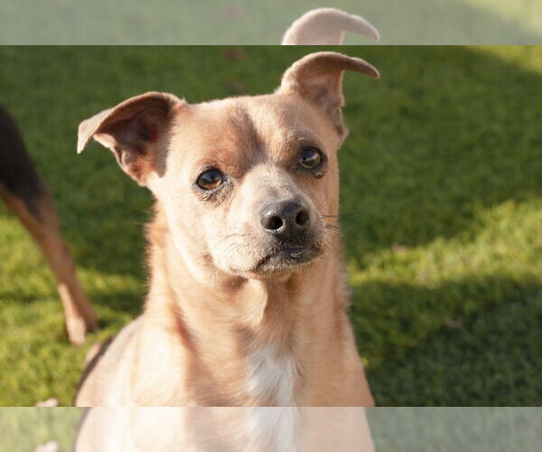 Medium Photo #12 Chihuahua-Unknown Mix Puppy For Sale in La Verne, CA, USA