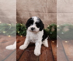 Small #6 Cavapoo (Toy)