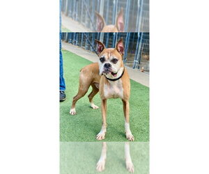 Boxer Dogs for adoption in Austin, TX, USA
