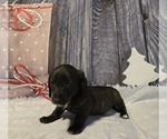 Puppy Puppy 1 Dachshund