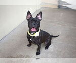 Small #1 American Pit Bull Terrier Mix