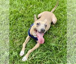Small #1 American Pit Bull Terrier Mix