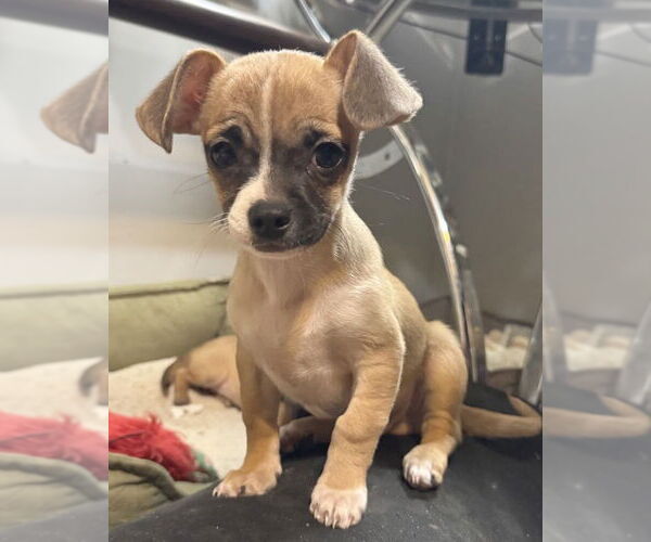Medium Photo #5 Chug Puppy For Sale in Corona, CA, USA