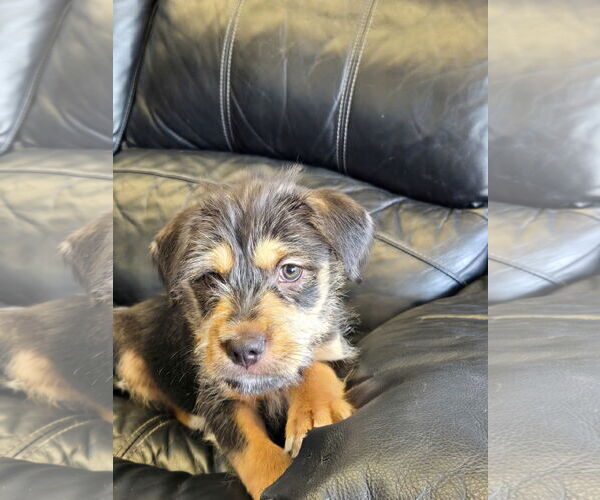 Medium Photo #2 Mutt Puppy For Sale in Cliffwood, NJ, USA