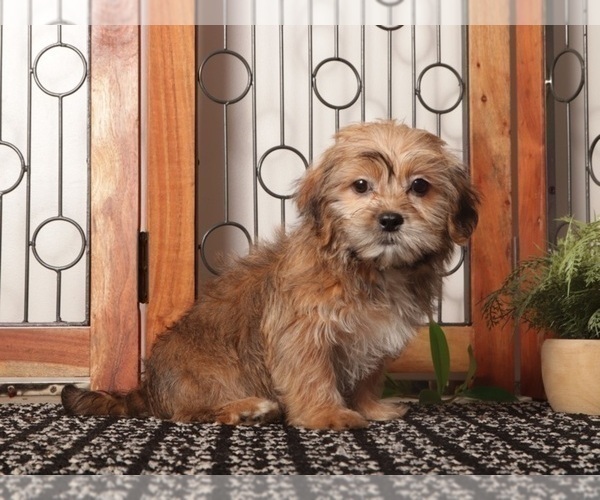 Medium Photo #10 Shorkie Tzu Puppy For Sale in NAPLES, FL, USA