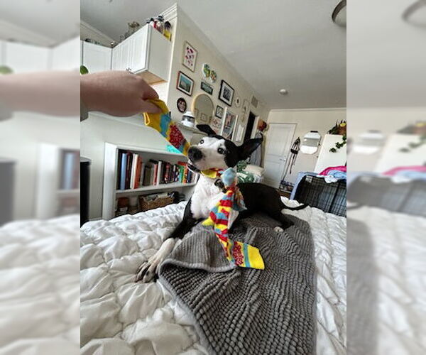 Medium Photo #3 Mutt Puppy For Sale in Fort Collins, CO, USA