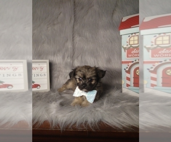 Medium Photo #7 Poodle (Miniature)-Shorkie Tzu Mix Puppy For Sale in INDIANAPOLIS, IN, USA