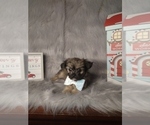 Small Photo #7 Poodle (Miniature)-Shorkie Tzu Mix Puppy For Sale in INDIANAPOLIS, IN, USA