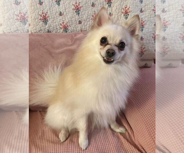 Medium Photo #1 Pomeranian Puppy For Sale in Gibbstown, NJ, USA