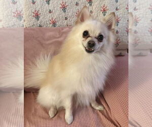Pomeranian Dogs for adoption in Gibbstown, NJ, USA
