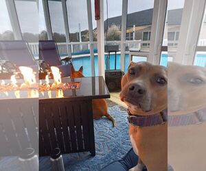 Clyde (bonded to Bonnie) - Male Boxer Dog for Adoption - Photo #7