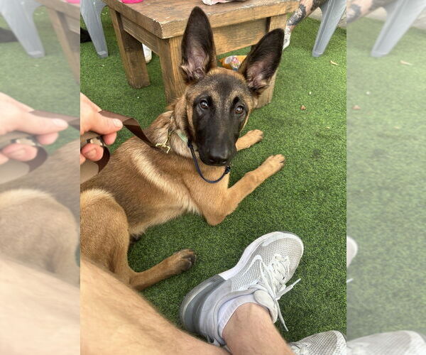 Medium Photo #5 Mutt Puppy For Sale in Imlay City, MI, USA