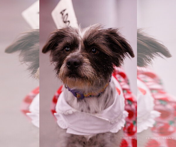 Medium Photo #11 Mutt Puppy For Sale in The Woodlands, TX, USA