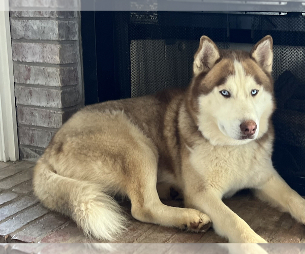 Medium Photo #1 Siberian Husky Puppy For Sale in HIRAM, GA, USA