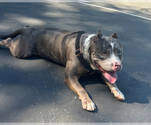 Mother of the American Bully puppies born on 05/28/2025