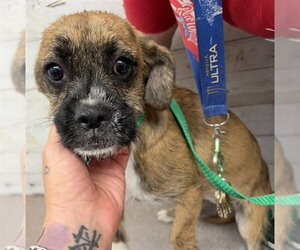 Mutt Dogs for adoption in San Bernardino, CA, USA
