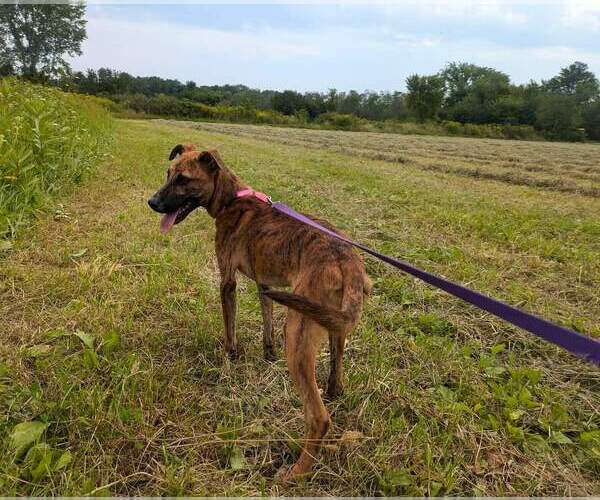 Medium Photo #2 Black Mouth Cur-Unknown Mix Puppy For Sale in Ridgefield, CT, USA