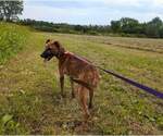 Small #1 Black Mouth Cur Mix