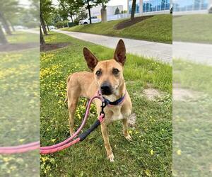 Medium Basenji Mix