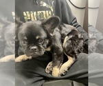 Small #1 French Bulldog