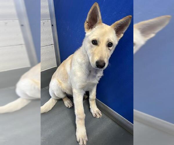 Medium Photo #1 German Shepherd Dog-Unknown Mix Puppy For Sale in Visalia, CA, USA