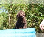 Small #3 ShihPoo