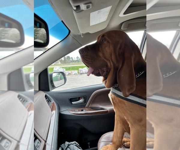 Medium Photo #1 Bloodhound Puppy For Sale in BARRYTON, MI, USA