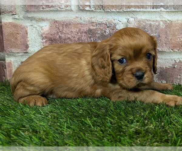 Medium Photo #2 Cavalier King Charles Spaniel Puppy For Sale in MOBERLY, MO, USA
