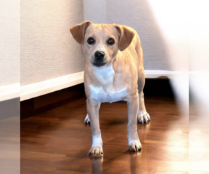 Chihuahua-Unknown Mix Dogs for adoption in Cranston, RI, USA