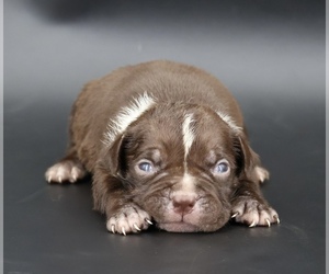 American Bully Puppy for sale in CHAMPAIGN, IL, USA
