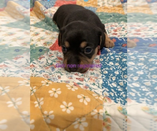 Medium Photo #1 Dachshund Puppy For Sale in DOUGLAS, GA, USA