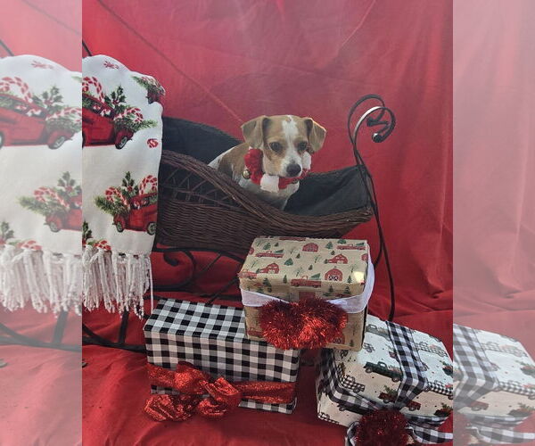 Medium Photo #2 Chihuahua-Unknown Mix Puppy For Sale in Missouri City, TX, USA