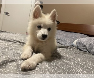 Samoyed Puppy for sale in Burnaby, British Columbia, Canada