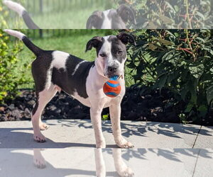 Cruiser Burt - Male American Pit Bull Terrier-Unknown Mix Dog for Adoption - Photo #9