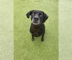 Small #1 Labrador Retriever Mix