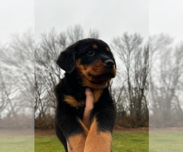 Medium Photo #2 Rottweiler Puppy For Sale in GREENWOOD, IN, USA
