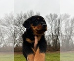 Small Photo #2 Rottweiler Puppy For Sale in GREENWOOD, IN, USA