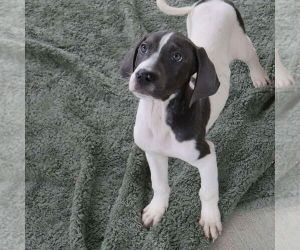 Medium Photo #2 Mutt Puppy For Sale in Canton, CT, USA